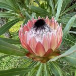 Protea Possum Magic - an eyecatching flower!