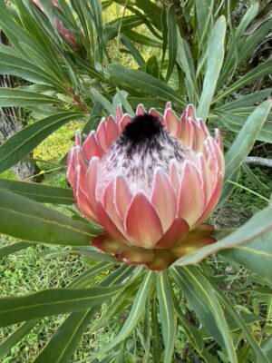 Protea Possum Magic - an eyecatching flower!