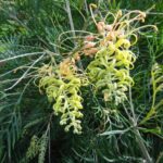 Grevillea Peaches n Cream PVR