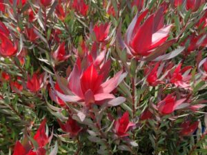 Leucadendron Bells Supreme