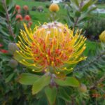 Leucospermum Henny's Torch