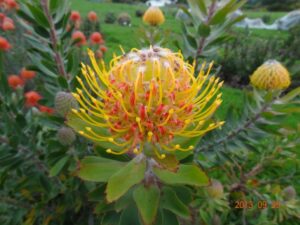 Leucospermum Henny's Torch
