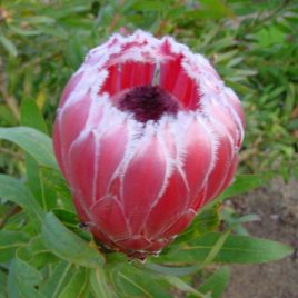 Protea Deep Blush