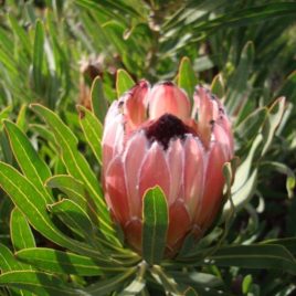 Protea Burgundy Nipple