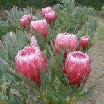Protea Jazz - available soon