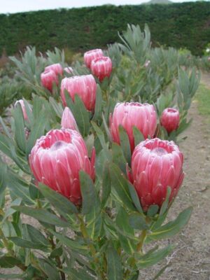 Protea Jazz - available soon