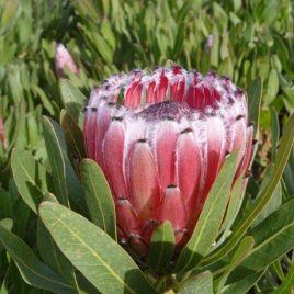 Protea Margarita