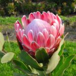 Protea Pink Frost - stunning soft pink!