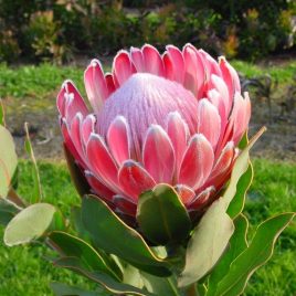 Protea Pink Frost