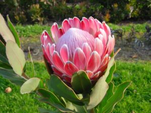 Protea Pink Frost - stunning soft pink!