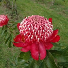 Telopea Brimstone Blush (Waratah) 1.5litre pot