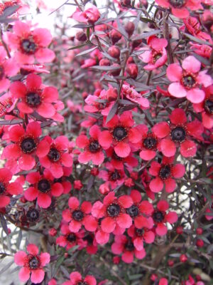Leptospermum Electric Red PVR 3.3l (popular - Height: 2-3m)