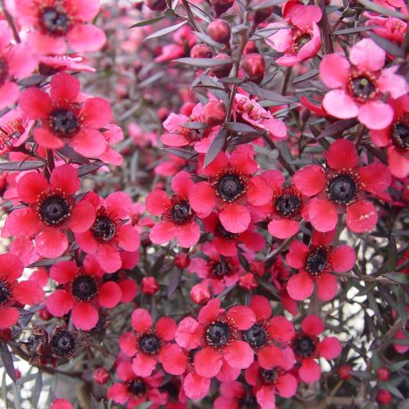 Leptospermum Electric Red 017