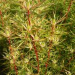Leucadendron Brooks Red - good seconds
