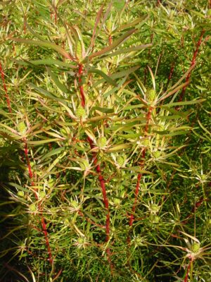 Leucadendron Brooks Red - good seconds
