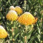 Leucospermum Ayoba Sun