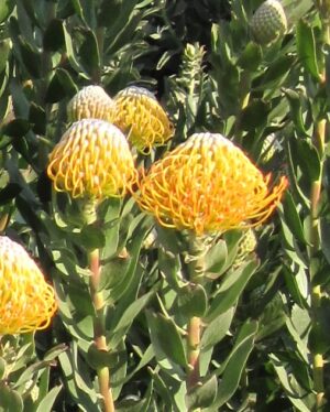 Leucospermum Ayoba Sun