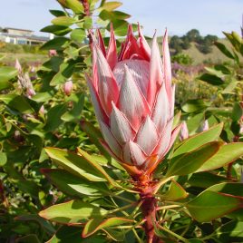 Protea Cynaroides Tsitsikama – pink – 2.5litre pot