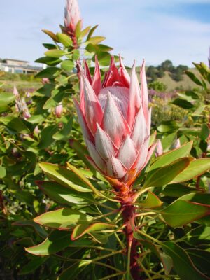 Protea Cynaroides Tsitsikama - pink - 2.5litre pot