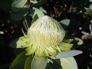 Protea nitida