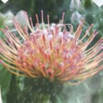 Leucospermum Disco - (similar to Maui Magic)