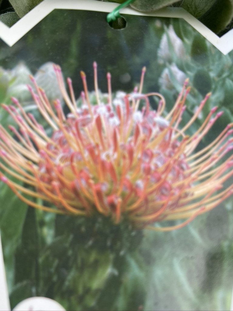 Leucospermum Disco - (similar to Maui Magic)