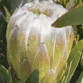 Protea Green Satin – good 2nds only.