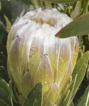 Protea Green Satin - great cut flower