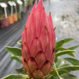 Protea Cynaroides Madiba -red