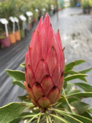 Protea Cynaroides Madiba - Red. seconds only