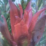 Leucadendron Blush of Dawn - 3.3litre pot
