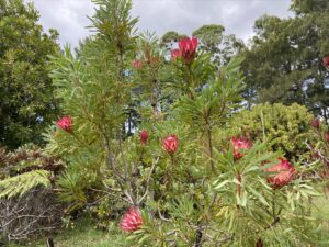 Protea Repens (Red) 'Sugarbush' - only 2 left! - Image 2