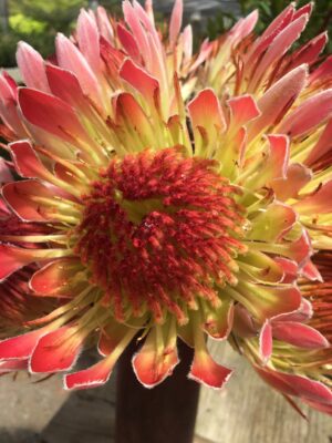 Protea Roupelliae - flowers Oct to early Jan! - good plants! - Image 2
