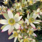 Leucadendron Harvest -  delightful flowering! 2.5/3.3  litre pot