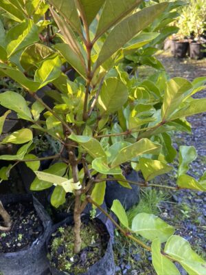 Tecomanthe speciosa 'Three Kings Vine'