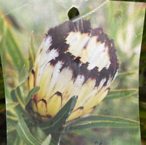 Protea Nerifolia Purity