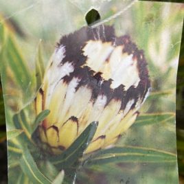 Protea Nerifolia Purity – NEW