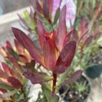 Leucadendron Plum Passion - darkest plum !