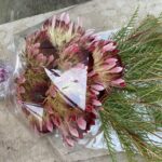 Protea Roupelliae - flowers October to early January!