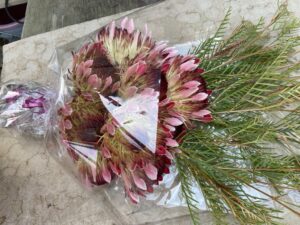 Protea Roupelliae - flowers Oct to early Jan! - good plants!