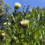 Protea Almond Buff - White/Almond early flowering! - rare!