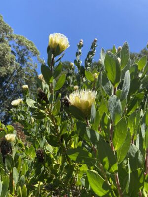 Protea Almond Buff - White/Almond early flowering! - rare!
