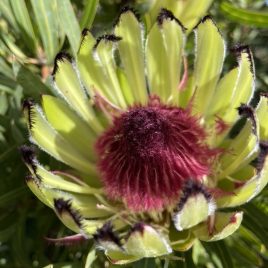 Protea Margaret Watling