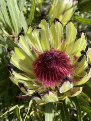 Protea Margaret Watling