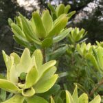 Leucadendron Waterlily (2.5litre pot) - bush