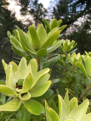 Leucadendron Waterlily (2.5litre pot) - bush