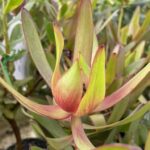 Leucadendron Copper Tone