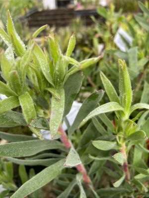 Leucospermum Brandii