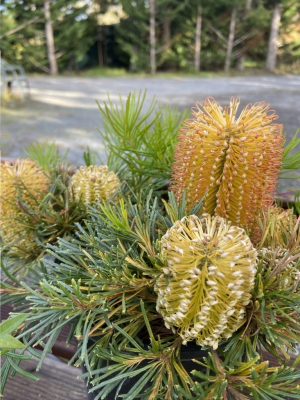 Banksia Birthday Candles (1.5litre) (potted or as groundcover)
