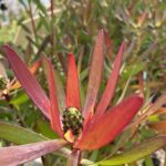 Leucadendron Loving Memories (3litre pot)